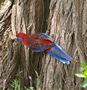 Crimson Rosella, Myrtleford